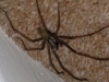 Unidentified House Spider