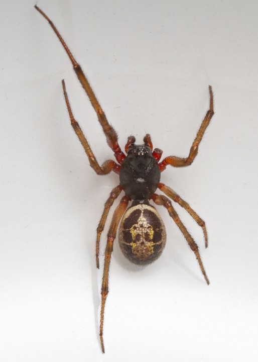 False widow in the kitchen sink Copyright: Alan Brown
