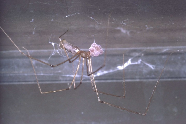 Pholcus phalangioides with eggs Copyright: Peter Harvey