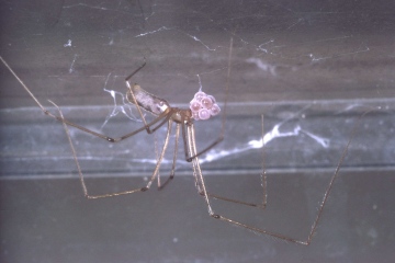 Pholcus phalangioides with eggs Copyright: Peter Harvey