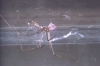 Pholcus phalangioides with eggs