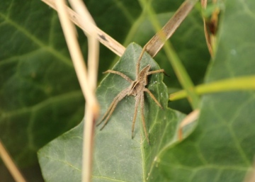 Nursery Web Spider at Burgh Castle Copyright: Olga Joy Cushing