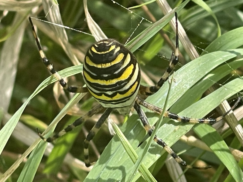 Wasp spider Weymouth Copyright: Claire Davenport