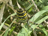 Wasp spider Weymouth 
