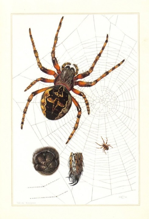 Spider print 1 Copyright: 