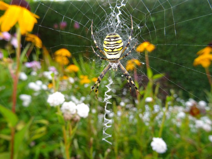 Wasp Spider August 2019 Copyright: Brian Sheasby