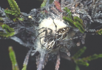 Oxyopes heterophthalmus with eggsac Copyright: Peter Harvey