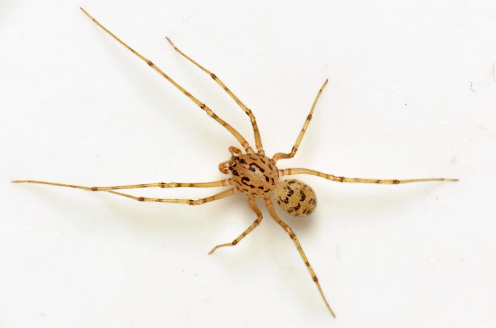 Spitting Spider (Scytodes thoracica) June-2014 I Copyright: Martin Cooper