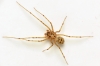 Spitting Spider (Scytodes thoracica) June-2014 I