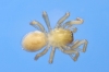 Mioxena blanda female