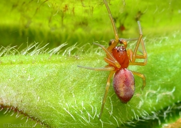 Male Nigma puella 2 Copyright: Tone Killick