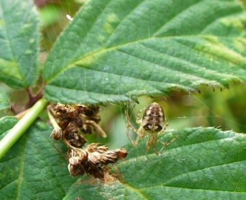 Metellina segmentata on its web Copyright: David Hubble