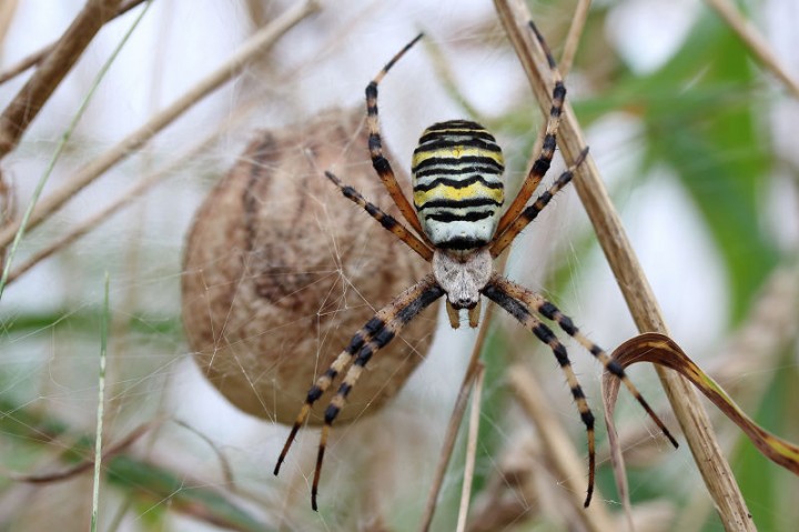Wasp spider with egg sac Ludgershall Copyright: Simon Munnery