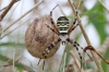 Wasp spider with egg sac Ludgershall