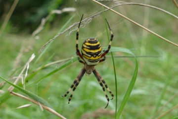 Wasp spider Bridport Copyright: Ian Bark
