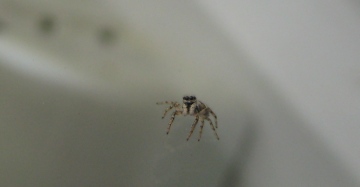 Zebra jumping spider. Copyright: Joy Ellingford