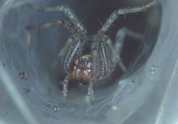 Agelena labyrinthica in web Copyright: Peter Harvey