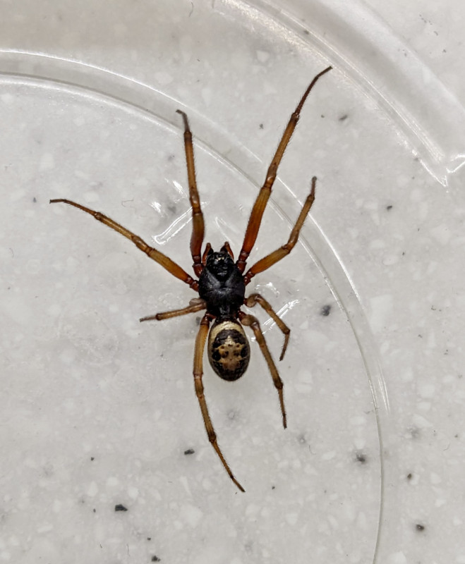 Steatoda nobilis - third individual Copyright: David Jennings