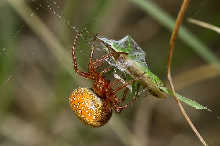 Spider wrapping a Long Winged Cone-head Copyright: Evan Jones