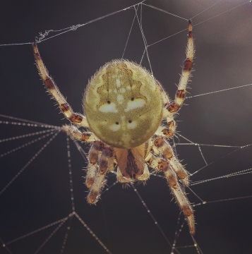 Araneus quadratus female Copyright: Nik Nimbus