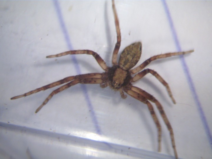 Moth trap spider 2 Copyright: Kate Colles