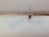 spider in my kitchen