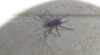 Amaurobius Spider