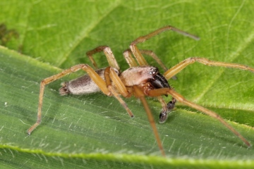 Clubiona pallidula male Copyright: Peter Harvey