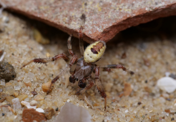 A. marmoreus v.p. male Copyright: David Carr