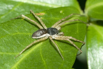 Philodromus dispar Copyright: Stephen Plant