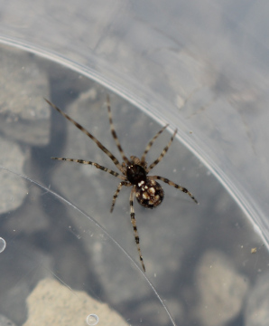 T.hannoniae24 Copyright: Tegwyn Davies