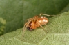 Pachygnatha listeri male