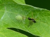 Nigma walckenaeri with wasp (Worcester)