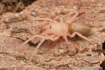 Dysdera crocata freshly moulted. Copyright: Tone