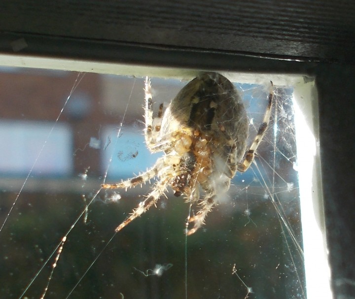 Garden Spider in window corner Copyright: Matt Hunt