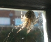 Garden Spider in window corner