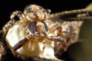 Xysticus audax guarding its eggs Copyright: Lars Bruun