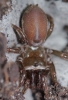 Atypus affinis (Outside of purseweb)