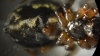 Lephyphantes minutus epigyne