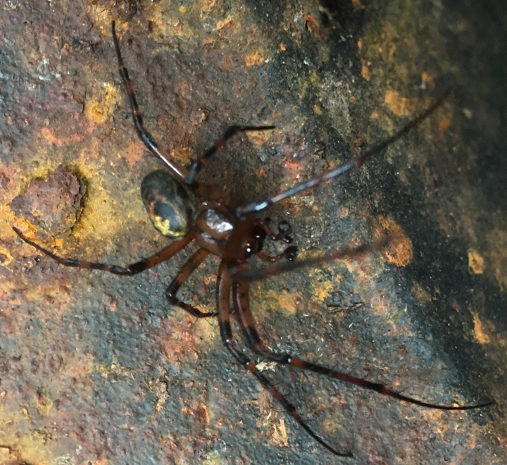 Is this a male Steatoda nobilis Copyright: Ken MacDonald