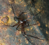 Is this a male Steatoda nobilis
