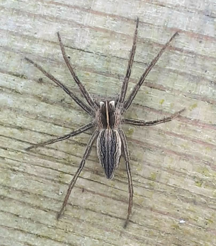 Pisaura mirabilis (on fence) Copyright: Leigh Davis