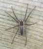 Pisaura mirabilis (on fence)