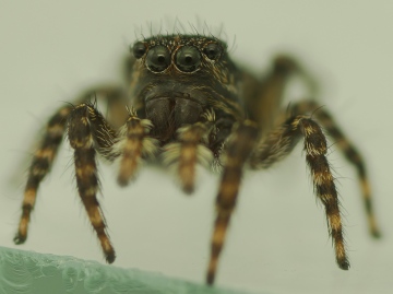 Sitticus pubescens up close Copyright: Nik Nimbus