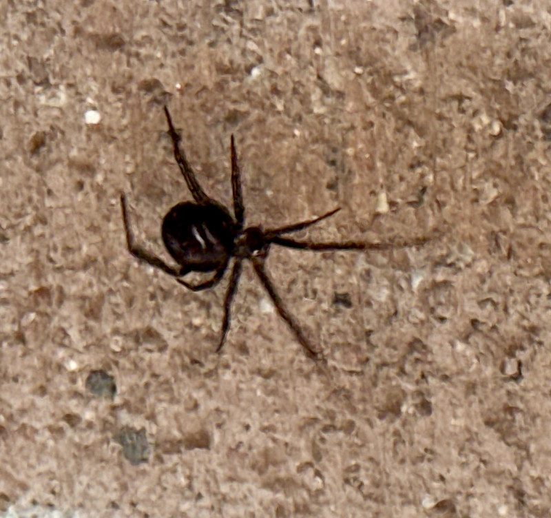 Cupboard Spider 170625 Copyright: Helen Shepherd