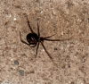 Cupboard Spider 170625
