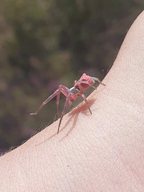 Thomisus onustus female side Copyright: Vicky Gilson