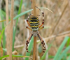 Wasp spider in community orchard