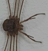 Harvestman in the house