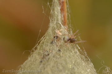 Agalenatea redii emerging from egg sac Copyright: Tone Killick